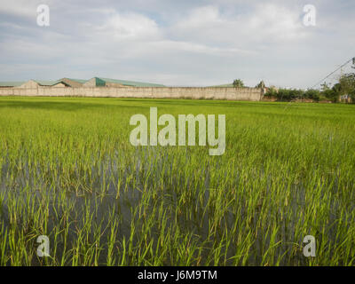 0859 Paddy fields Grasslands Sumacab Sur Norte, Cabanatuan City  13 Stock Photo