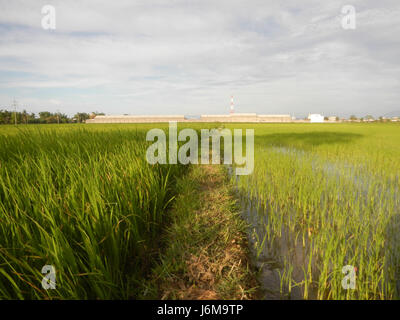 0859 Paddy fields Grasslands Sumacab Sur Norte, Cabanatuan City  15 Stock Photo