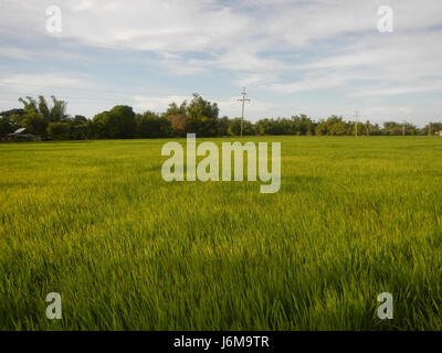 0859 Paddy fields Grasslands Sumacab Sur Norte, Cabanatuan City  16 Stock Photo