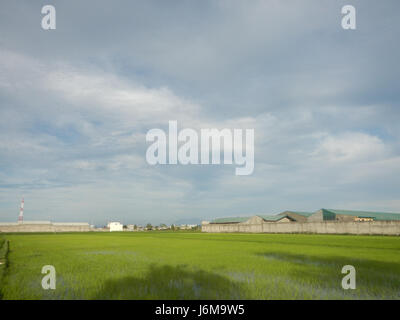 0859 Paddy fields Grasslands Sumacab Sur Norte, Cabanatuan City  22 Stock Photo