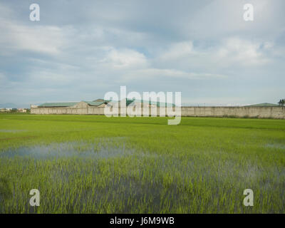 0859 Paddy fields Grasslands Sumacab Sur Norte, Cabanatuan City  28 Stock Photo