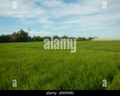 0859 Paddy fields Grasslands Sumacab Sur Norte, Cabanatuan City  29 Stock Photo