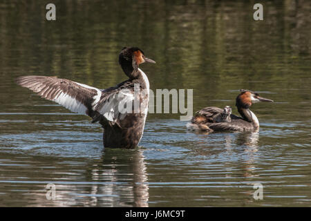 Great Crested Grebe family with chick riding on parent's back, male grebe flapping wings Stock Photo