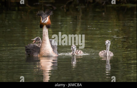 Great Crested Grebe family with chick riding on parent's back, chic swimming in pond Stock Photo