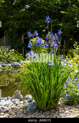 Iris sibirica, Siberian Iris, growing beside a garden pond. Stock Photo