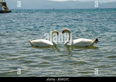 Swan Love Stock Photo