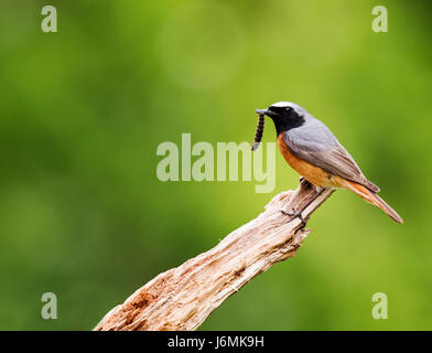 Male Redstart (Phoenicurus phoenicurus) with large caterpillar for his chicks, Staffordshire Stock Photo
