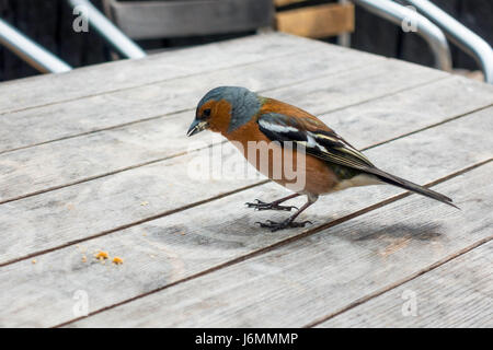 A male common Chaffinch  Fringilla coelebs eating crumbs on an outdoor café table North Yorkshire England UK Stock Photo