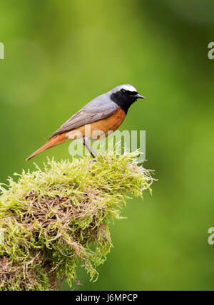 Male Redstart (Phoenicurus phoenicurus) perched on mossy branch in Staffordshire woodland Stock Photo