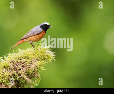 Male Redstart (Phoenicurus phoenicurus) perched on mossy branch in Staffordshire woodland Stock Photo