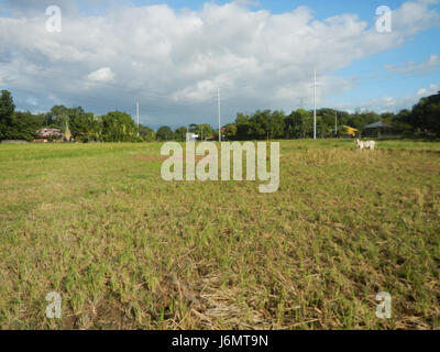 06550 Paddy fields trees grasslands Diliman I Salapungan San Rafael Bulacan villages  04 Stock Photo