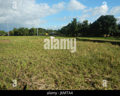 06550 Paddy fields trees grasslands Diliman I Salapungan San Rafael Bulacan villages  05 Stock Photo