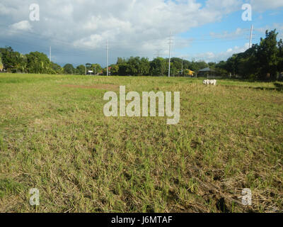 06550 Paddy fields trees grasslands Diliman I Salapungan San Rafael Bulacan villages  06 Stock Photo