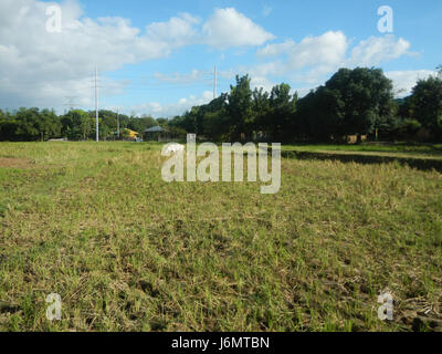 06550 Paddy fields trees grasslands Diliman I Salapungan San Rafael Bulacan villages  09 Stock Photo