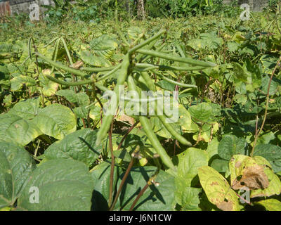 09042 Vigna radiata plantations Baliuag Philippines Monngo mungo  08 Stock Photo