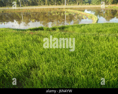 07198 Sunsets Paddy vegetable fields Upig Bagong Barrio San Ildefonso Bulacan  19 Stock Photo