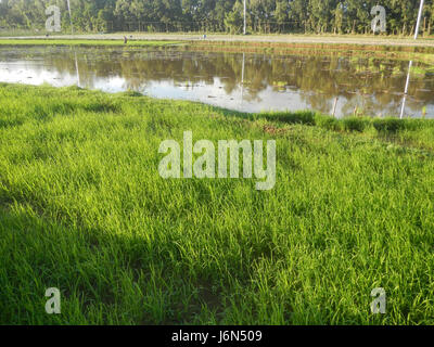 07198 Sunsets Paddy vegetable fields Upig Bagong Barrio San Ildefonso Bulacan  20 Stock Photo