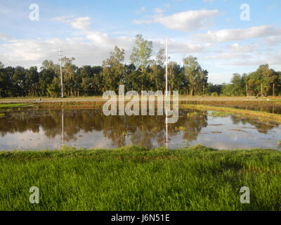 07198 Sunsets Paddy vegetable fields Upig Bagong Barrio San Ildefonso Bulacan  23 Stock Photo