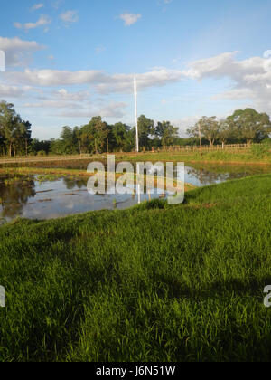 07198 Sunsets Paddy vegetable fields Upig Bagong Barrio San Ildefonso Bulacan  24 Stock Photo