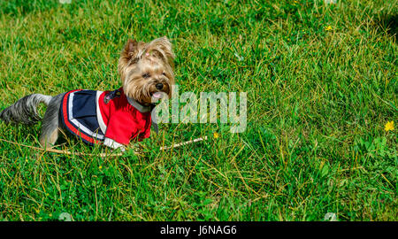 Cute and stylish little dog playing on grass Stock Photo