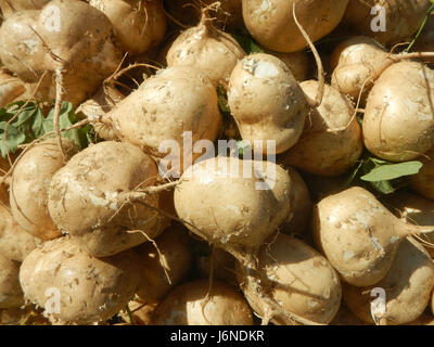 0696 Pachyrhizus erosus Singkamas Bulacan Nueva Ecija  06 Stock Photo