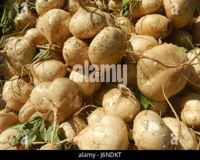 0696 Pachyrhizus erosus Singkamas Bulacan Nueva Ecija  07 Stock Photo