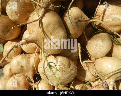 0696 Pachyrhizus erosus Singkamas Bulacan Nueva Ecija  08 Stock Photo