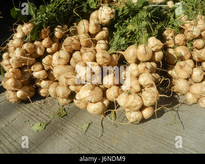 0696 Pachyrhizus erosus Singkamas Bulacan Nueva Ecija  19 Stock Photo