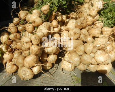 0696 Pachyrhizus erosus Singkamas Bulacan Nueva Ecija  22 Stock Photo