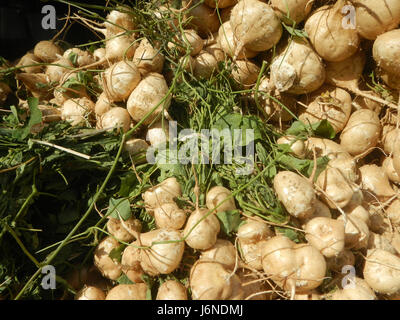 0696 Pachyrhizus erosus Singkamas Bulacan Nueva Ecija  27 Stock Photo