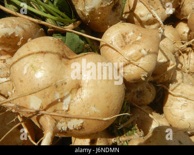 0696 Pachyrhizus erosus Singkamas Bulacan Nueva Ecija  30 Stock Photo