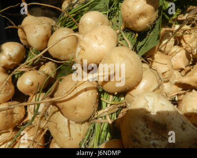 0696 Pachyrhizus erosus Singkamas Bulacan Nueva Ecija  31 Stock Photo