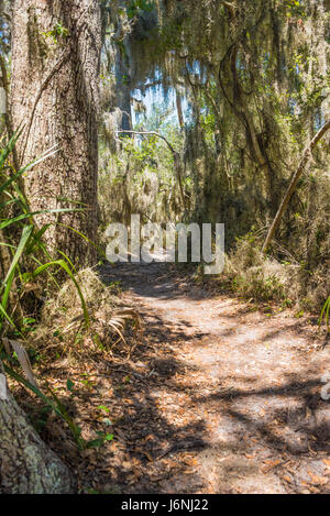 Oaks, palms, and Spanish moss along a walking and biking nature trail at Fort Clinch State Park on Amelia Island in Fernandina Beach, Florida. (USA) Stock Photo