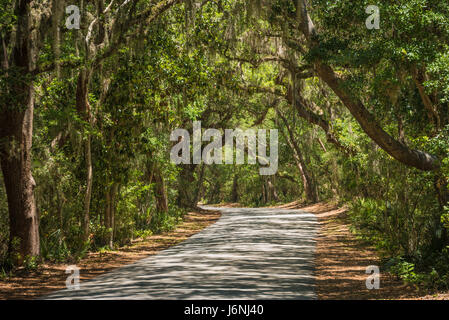 Florida oaks and Spanish moss provide a canopy for the tree-covered road to Fort Clinch on Amelia Island in Fernandina Beach, Florida, USA. Stock Photo