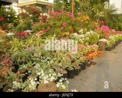 07822 Garden City Santa Cruz Guiguinto, Bulacan  22 Stock Photo