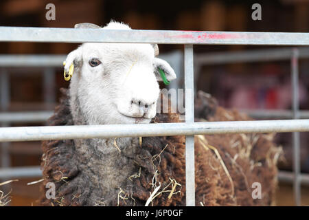 Herdwick sheep in sheep pen UK Stock Photo