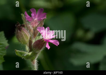 Red Campion, Silene dioica, known as red campion and red catchfly Stock Photo