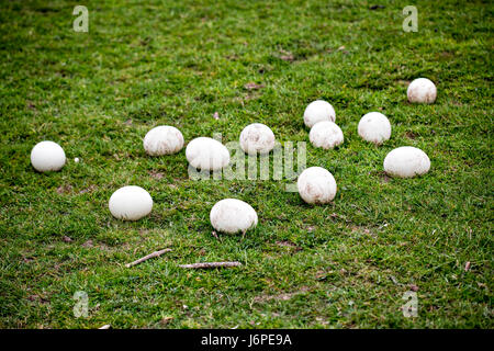 Ostrich eggs on grass Stock Photo