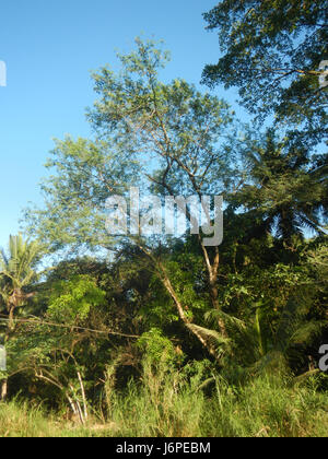 0637 Akle Bridge River San Ildefonso, Bulacan  39 Stock Photo