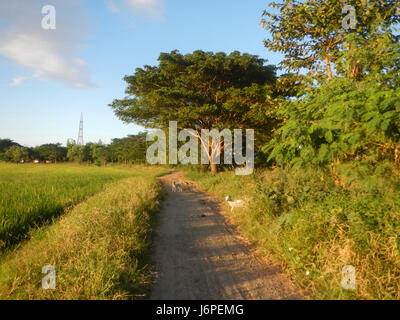 08209 Paddy fields villages Pulong Palazan Candaba Pampanga Farm to Market Road  01 Stock Photo