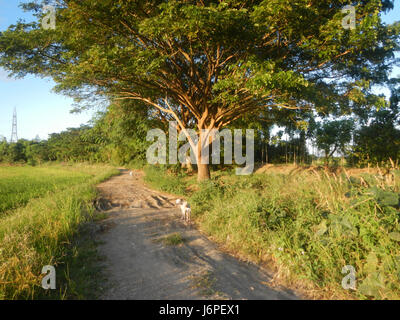 08209 Paddy fields villages Pulong Palazan Candaba Pampanga Farm to Market Road  11 Stock Photo