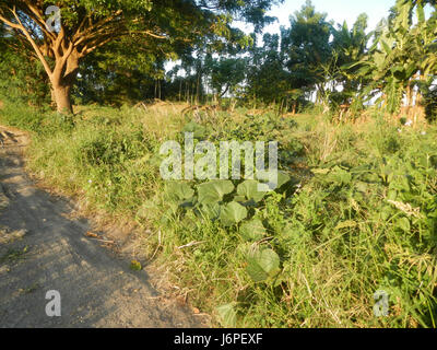 08209 Paddy fields villages Pulong Palazan Candaba Pampanga Farm to Market Road  12 Stock Photo