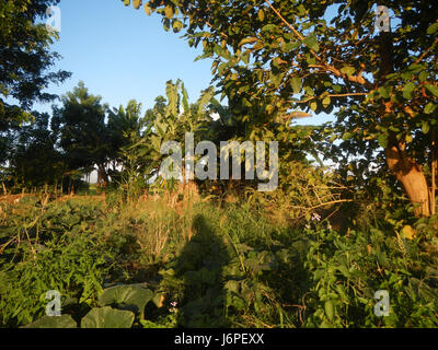 08209 Paddy fields villages Pulong Palazan Candaba Pampanga Farm to Market Road  13 Stock Photo