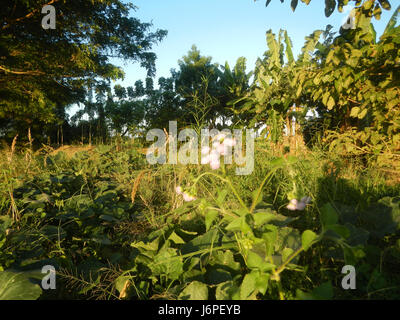 08209 Paddy fields villages Pulong Palazan Candaba Pampanga Farm to Market Road  14 Stock Photo