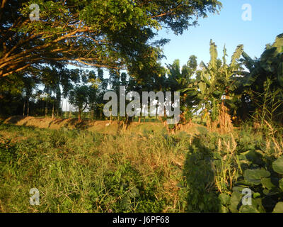 08209 Paddy fields villages Pulong Palazan Candaba Pampanga Farm to Market Road  17 Stock Photo