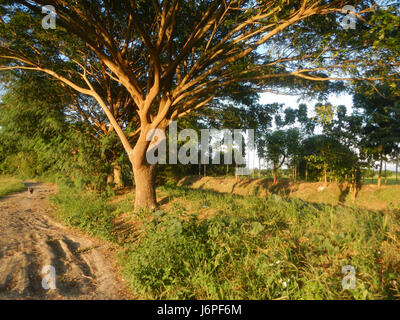 08209 Paddy fields villages Pulong Palazan Candaba Pampanga Farm to Market Road  18 Stock Photo