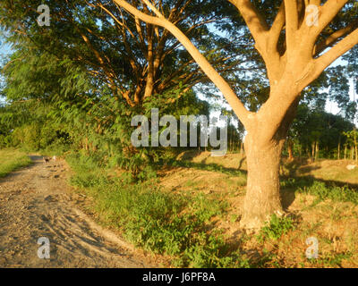 08209 Paddy fields villages Pulong Palazan Candaba Pampanga Farm to Market Road  22 Stock Photo