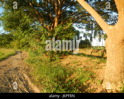 08209 Paddy fields villages Pulong Palazan Candaba Pampanga Farm to Market Road  23 Stock Photo