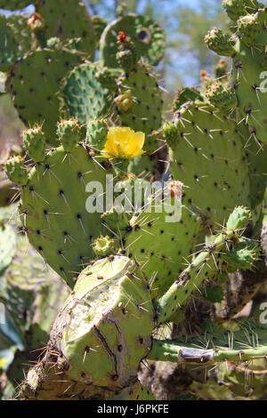 Prickly Pear Cactus in bloom Stock Photo