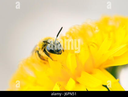 little honey bee gathers nectar from yellow flower of dandelion Stock Photo